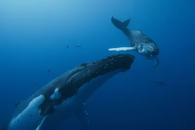 Колоссальный кит из Перу оспорил у синего кита титул самого тяжелого  животного в истории. Он весил около 180 тонн
