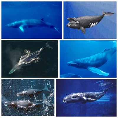 Усатые киты — Википедия