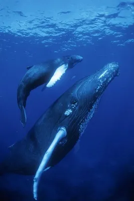 В Балтийском море замечен кит! Невероятная ситуация | Mixnews