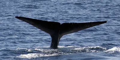 The Atlantic (США): наедине с китом (The Atlantic, США) | 07.10.2022, ИноСМИ