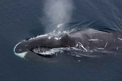 История глухого кита 52 герца или самый одинокий кит