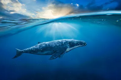 Кит киты | Морские существа, Океан искусство, Морской мир искусство