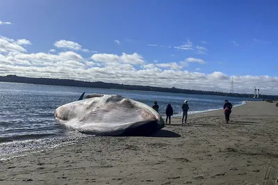 Открытка, SMILEWITHFRIENDS, Самое тяжёлое в жизни это кит, 10 на 15 см, на  картоне, в крафтовом конверте - купить с доставкой в интернет-магазине OZON  (256178039)