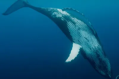 Синий кит выныревает. красивое фото…» — создано в Шедевруме