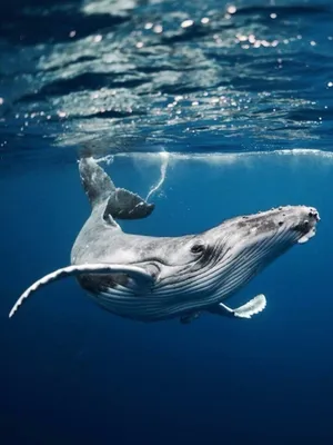 Проглоченный китом дайвер из США смог выжить - Российская газета
