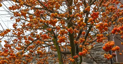 Яблоня Китайка Золотая ранняя | Домашние сады, Растения, Разное