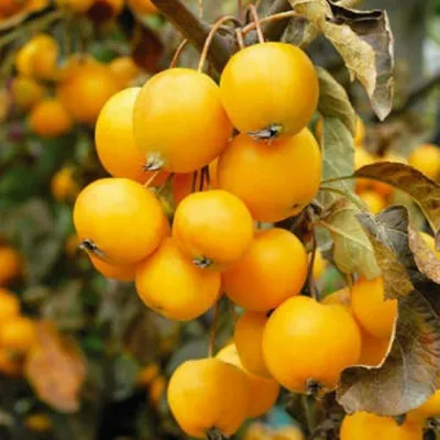 Яблоня Китайка: золотая ранняя, керр.. | Plants, Red peppercorn, Garden