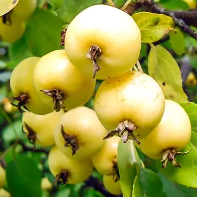 Яблоня Китайка золотая ранняя - Раменский питомник растений КХ «УСПЕХ»