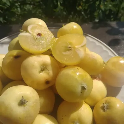 Яблоня Китайка золотая ранняя (в тубе) купить недорого в интернет-магазине  товаров для сада Бауцентр