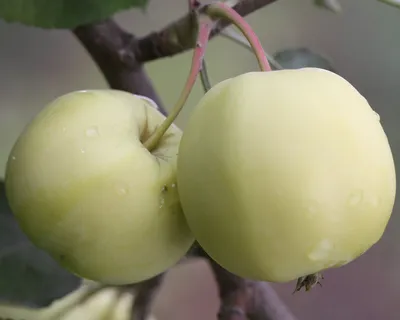 Яблоня Китайка золотистая ранняя – купить саженцы яблони в питомнике в  Москве