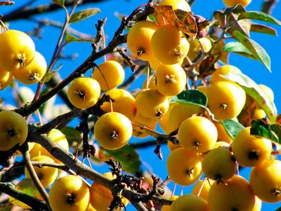 Саженцы яблони китайка золотая ранняя купить в Москве по цене от 690 рублей