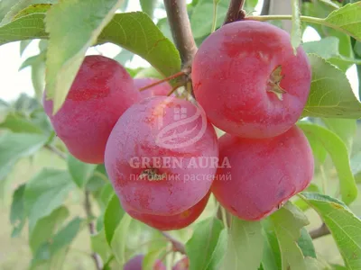 Яблоня Китайка Золотая Ранняя - описание сорта и фото яблок