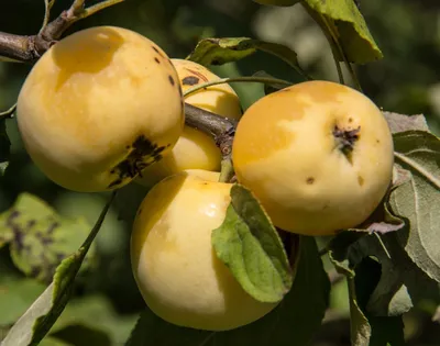 Питомник растений \"Плодовый\" Саженец яблони Китайка золотая ранняя 1-летний