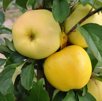 Питомник Савватеевых 🌿 on Instagram: \"РАЙСКИЕ ЯБЛОЧКИ🍎 Китайками (а еще  ранетками, «райскими яблочками», крэбами) – называют виды и сорта яблонь с  мелкими, но съедобными плодами. Эти яблони любят за - особенную  декоративность