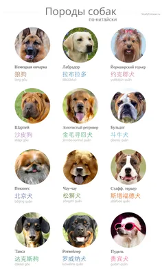 Китайские собаки – породы из Китая: большие и маленькие с фотографиями и  названиями