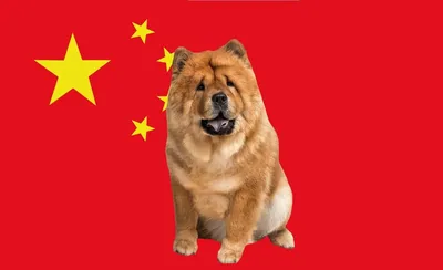 Основные принципы питания китайской хохлатой собаки