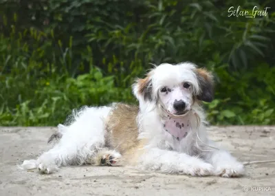 Стрижка китайской хохлатой собаки, фото | Тузик мурзик