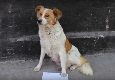 портрет стоящей в профиль китайской хохлатой собаки PNG , из, веселая,  чистокровный PNG картинки и пнг рисунок для бесплатной загрузки