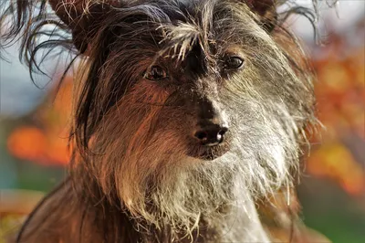 Портрет Китайской Сельской Собаки — стоковые фотографии и другие картинки  Без людей - Без людей, Горизонтальный, Домашние животные - iStock