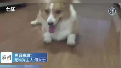 Китайские Хохлатые собаки — Special One - Рoccия