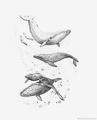 Рисунки кита для срисовки (60 фото)