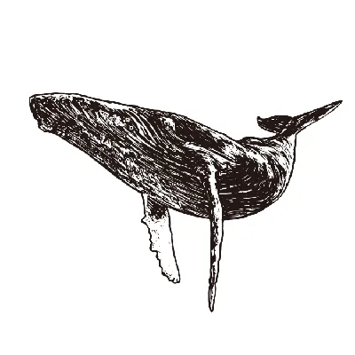 эскиз,художественный рисунок кит,акварель,тату Stock Vector | Adobe Stock