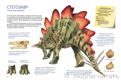 Динозавры: виды, места обитания, описания и картинки
