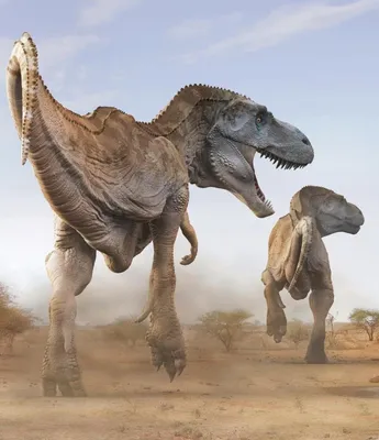 Разные виды динозавров Infographic Иллюстрация вектора - иллюстрации  насчитывающей доисторическо, хищник: 63796600