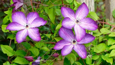 Клематис цветок: фото, описание, выращивание, посадка, уход