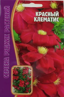 Купить Клематис крупноцветковый Toki (Токи) питомник