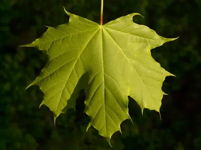 Кленовый лист, Зеленый лист, клен, лист, кленовый лист png | PNGWing