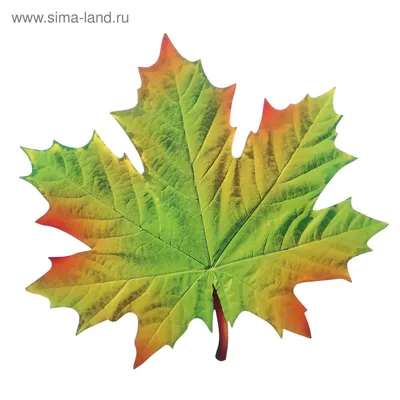 Осенний кленовый лист v5 3D Модель $19 - .max - Free3D