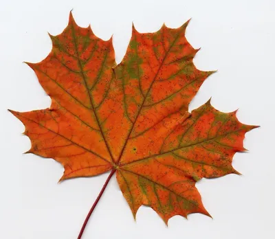 Осенний кленовый лист - Png (пнг) картинки и иконки без фона