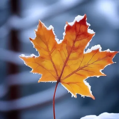 Лист Жил Кленовый Осенний - Бесплатное фото на Pixabay - Pixabay