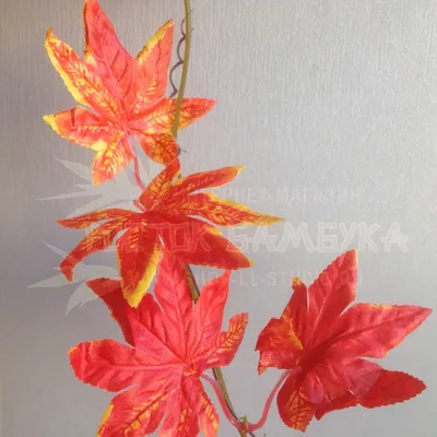 Кленовый лист Канада, зеленые листья, клен, лист, цвет png | Klipartz