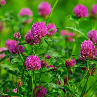 Клевер ползучий 'Pentaphyllum' (Trifolium repens 'Pentaphyllum')