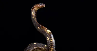 King Kobra Snake 23353965 PNG