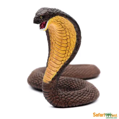 Suedasiatische kobra hi-res stock photography and images - Alamy