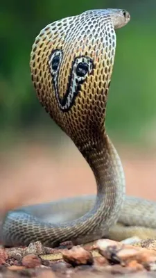 Kobra in Sri Lanka Stock Photo | Adobe Stock