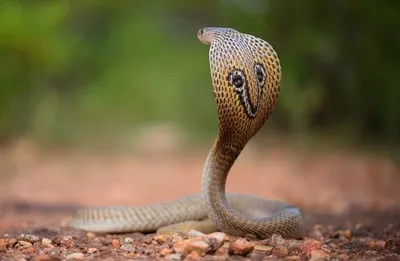 Kobra in West Bengal, India. Stock Image - Image of back, lunch: 147198717