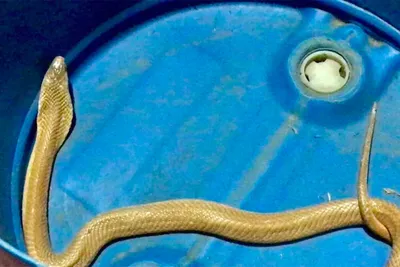 Фигурка змеи Safari Ltd Очковая кобра за 620 руб – купить в  интернет-магазине КуклаДом в Москве и России, отзывы