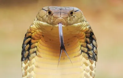 Королевская кобра – змея, которая поедает других змей на завтрак. В меню у  неё кобры, питоны и другие рептилии | Animal Kingdom | Дзен