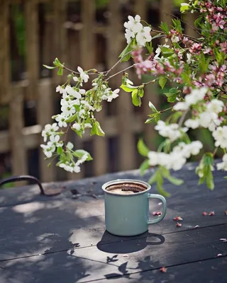 весна утра кофе стоковое изображение. изображение насчитывающей чашки -  13496405