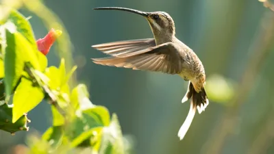 Почему колибри любят сладкий нектар