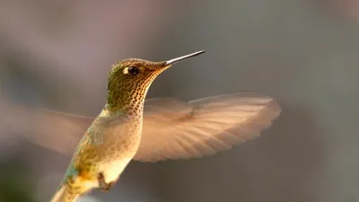 Охристый колибри — Википедия