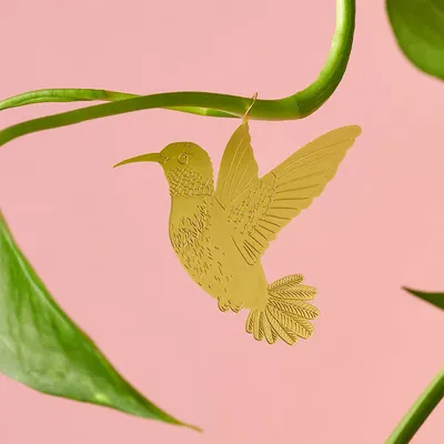 Колибри серая птица - 74 фото