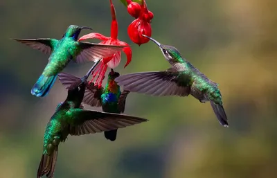 Бесплатное изображение: крупным планом, напевая, рейс, крылья, движение,  дикая природа, природа, птица, колибри, животное