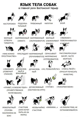 Как понять собаку Коротко в картинках | 24Tail