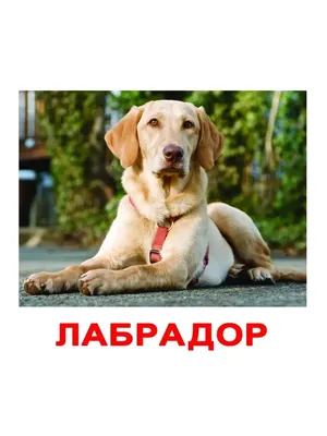 Приют для бездомных животных Оргеева расширяется. С улиц Оргеева полностью  исчезнут бродячие собаки | Мэрия города Орхей - Молдова