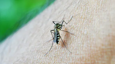 Врач рассказала, как комары выбирают жертв - РИА Новости, 19.06.2022